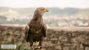 Adler der Deutsche Greifenwarte Burg Guttenberg