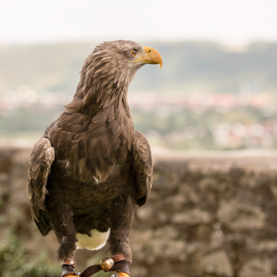 Adler der Deutsche Greifenwarte Burg Guttenberg