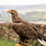 Adler der Deutschen Greifenwarte in Haßmersheim