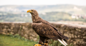 Adler der Deutschen Greifenwarte in Haßmersheim