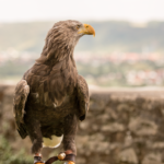 Adler der Deutschen Greifenwarte in Haßmersheim