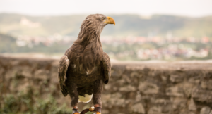 Adler der Deutschen Greifenwarte in Haßmersheim
