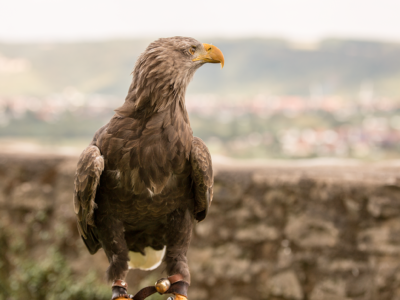 Adler der Deutschen Greifenwarte in Haßmersheim