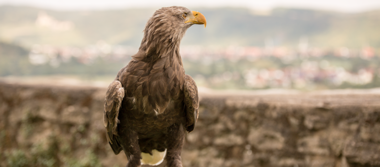 Adler der Deutschen Greifenwarte in Haßmersheim
