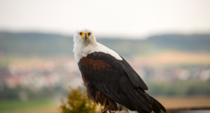 Weisskopfseeadler der Deutschen Greifenwarte in Haßmersheim